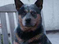 bild-hund
