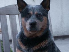 bild-hund